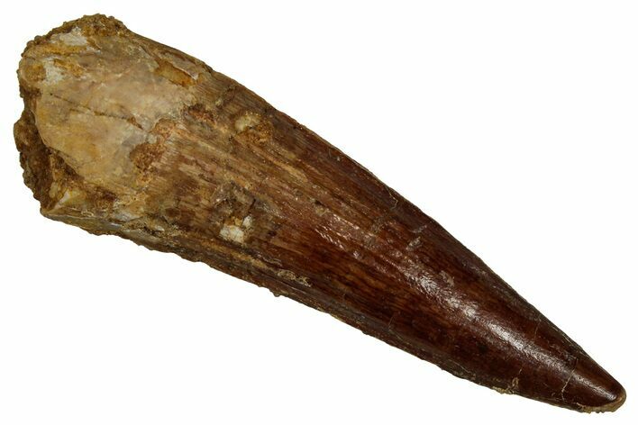 Fossil Spinosaurus Tooth - Real Dinosaur Tooth #356758